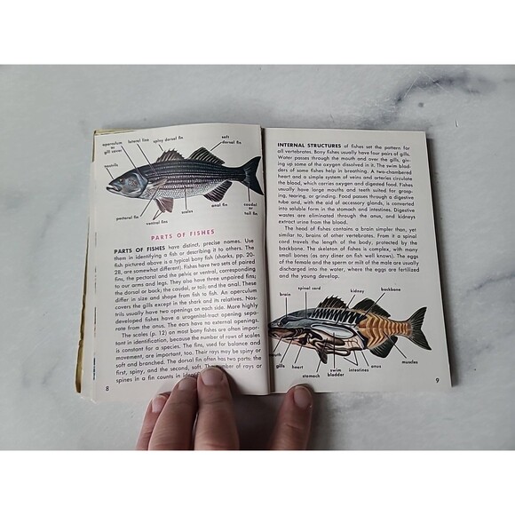 A Golden Guide Fishes Paperback - Picture 4 of 10